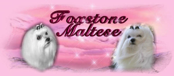 Maltese puppies, Maltese Dogs, and Maltese Show Dogs, from  an AKC Maltese Breeder with other Maltese dog, Maltese puppy, and Maltese Breeders information.
