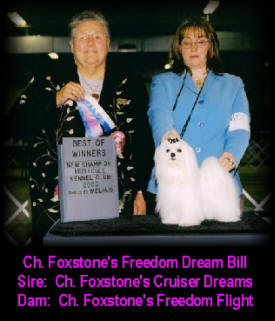 Champion Maltese Dogs at Foxstone Maltese - BillyB