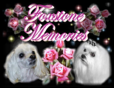 Foxstone Maltese Memories