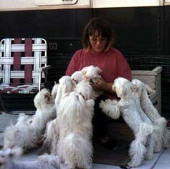 Maltese Dogs, Maltese Dog, Maltese Puppies, Maltese puppy, Maltese dog breeder, Champion Maltese Dogs, Foxstone Maltese,
