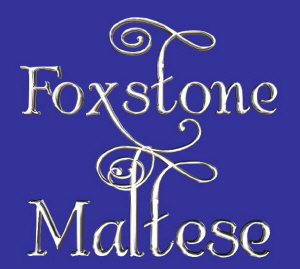 Foxstone Maltese puppies, Dogs, and Show Dogs, from an AKC Breeder with other Maltese dog, puppy, and Breeders information