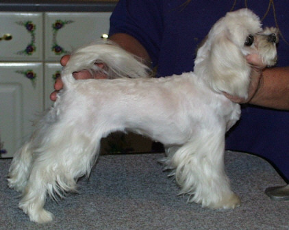 Dogs Hair Cuts Style on Schnauzer Mustache On The Muzzle With The Scissored Short Topknot And