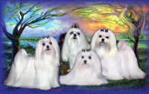 Maltese dogs pictured above are (l-r) Puppet, DeeDee, Champagne, and Adam