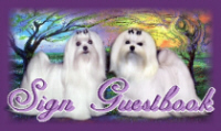 Maltese puppies, Dogs, and Show Dogs, from an AKC Maltese Breeder with other Maltese dog, Maltese puppy, and Maltese Breeders information.