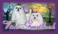 Maltese puppies, Dogs, and Show Dogs, from an AKC Maltese Breeder with other Maltese dog, Maltese puppy, and Maltese Breeders information.