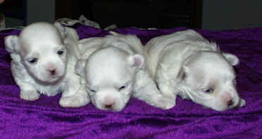 3 week old maltese puppies