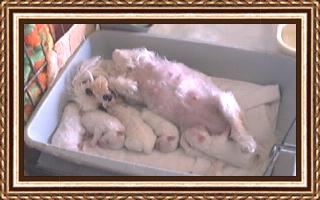 Maltese Dogs, Maltese Dog, Maltese Puppies, Maltese puppy, Maltese dog breeder, Champion Maltese Dogs, Foxstone Maltese,Foxstone Maltese Puppies, Dream Puppies