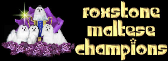 Champion Maltese Dogs at Foxstone Maltese located in Colorado