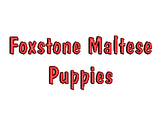 Foxstone Maltese Puppies, Maltese puppy, Maltese puppy breeder, Maltese puppy breeders, Maltese breeders, AKC Maltese puppies, AKC registered Maltese Puppies